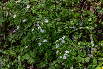 Beautiful anemone nemorosa blooming in a serene spring forest under soft sunlight