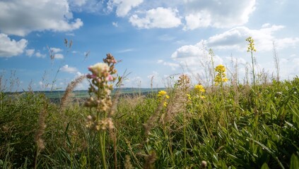 Obraz premium Flora Native to the Basque Region