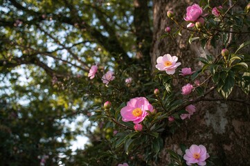 Blush-colored camellia blossoms