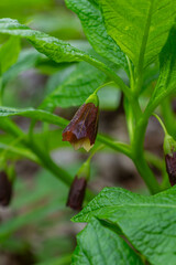 Slovene Belladonna blooms in springtime forest showcasing its unique brownish flowers among vibrant green leaves