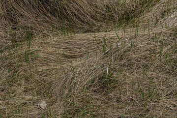 Dry grass and green blades blend together in a natural landscape during early spring showcasing the transition between seasons in an outdoor environment