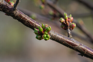 Cherry tree buds begin to bloom in early spring showcasing vibrant green and purple hues on branches in a tranquil garden setting