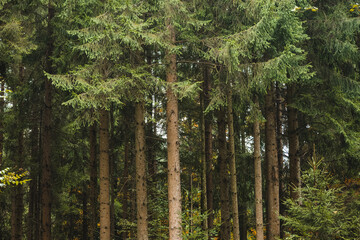 Naklejka premium Coniferous forest scene with tall pine trees in a forest in Europe, no people