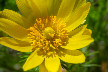 Spring bloom of Yellow Pheasant's Eye features vibrant petals and intricate details in a sunny meadow setting