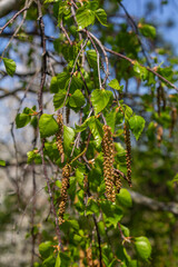 Silver Birch tree featuring drooping catkins and vibrant green leaves flourishing in a serene natural environment during springtime