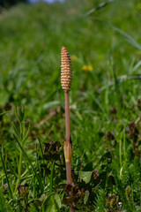 Field horsetail emerges with unbranched stem and spore cone during spring in a lush green meadow