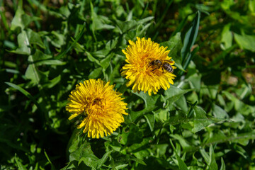 Bright yellow flowers of common dandelion bloom among green grass in a sunny field attracting bees during springtime
