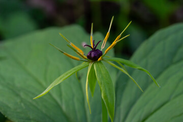 Paris quadrifolia growing in a woodland setting showcasing a single dark berry and lush green leaves during early summer