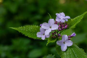 Lunaria rediviva blooms among lush greenery in a tranquil forest setting during early springtime
