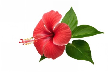 Fototapeta premium Bright red treelike Hibiscus blossom with visible stamens and green leaves, isolated on a white background