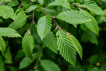 European hornbeam leaves showcase their distinct toothed edges and vibrant green color during mid-spring in a lush forest setting