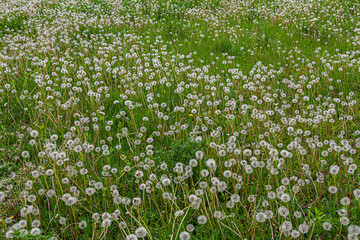 Fototapeta premium Common dandelion flowers and seeds flourishing amid lush green grass in a vibrant meadow during springtime sunlight