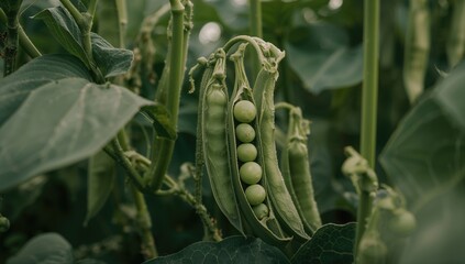 Detailed shot of vibrant green peas nestled in pods with accompanying stems and foliage, taken at dawn in a natural setting, highlighting themes of nutrition and farming.