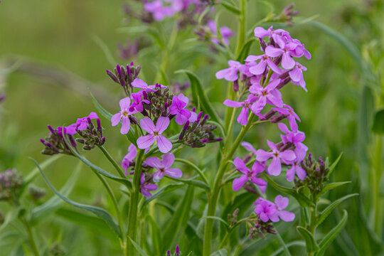 Fragrant lilac-pink flowers of Hesperis matronalis bloom vibrantly in a lush green field during spring attracting pollinators and enhancing the landscape
