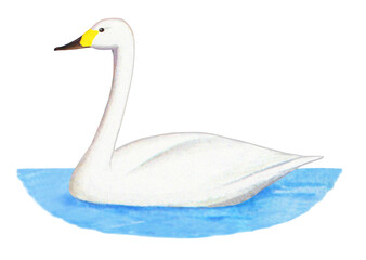 ハクチョウのイラスト