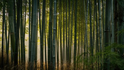 Arashiyama Bamboo Grove, natural beauty and seasonal change