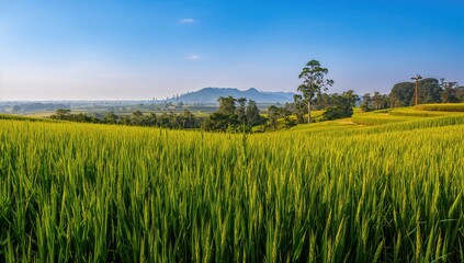 Obraz premium Scenic view of rice fields in lush landscape, emphasizing agricultural abundance, Earth Day