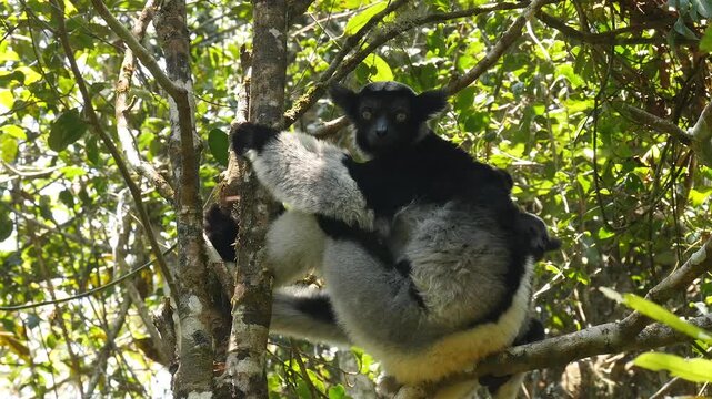 Lemur indri with baby on his back sitting in the tree, looking around 31