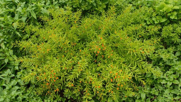 Sphagneticola trilobata, also called trailing oxeye and wedelia