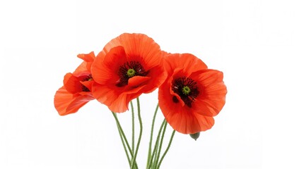 Obraz premium Bouquet of red poppies against a white backdrop, ideal for floral design projects