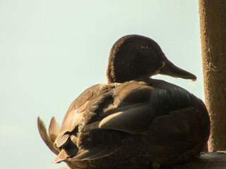 Resting female mallard duck preening feathers on concrete ledge against clear blue sky.