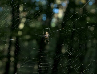 Spider centered in intricate web with colorful bokeh lights in blurred green forest background.