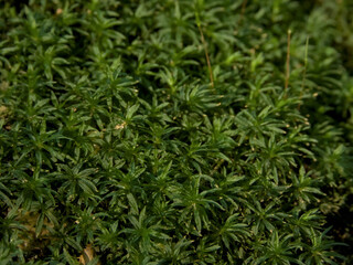 Close-up macro of vibrant green moss with star-like leaves covering forest ground in detail.