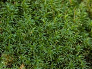 Close-up of lush green moss carpet with star-shaped leaves in natural forest floor setting.