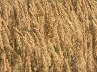 Dense golden grass plumes in soft light, creating textured natural pattern.