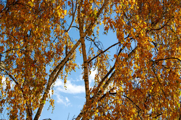 autumn leaves against blue sky
