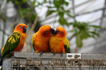 Sun Conures Cuddling on a Perch, 寄り添うオレンジ色のインコたち