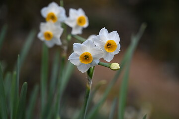 White Daffodils Blooming in Spring, 早春に咲く白い水仙の花