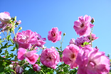 Pink Roses Blooming Against a Clear Blue Sky, 青空を背景に咲くピンクのバラ