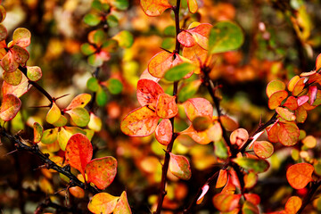 autumn leaves background