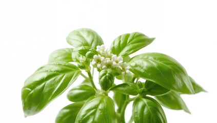 Obraz premium Close-up of a perfect basil herb isolated on white background