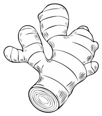 Detailed Black and White Hand Drawn Ginger Root Outline Illustration