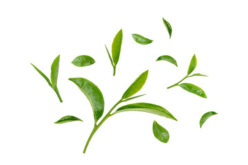 Green Leaves Floating Isolated on Transparent Background png