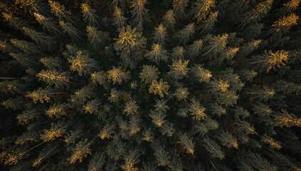 Aerial perspective of a dense forest with towering sequoia trees, showcasing seasonal change