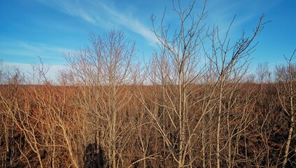 Fototapeta premium Aerial view of a bare autumn forest, showcasing the stark beauty of seasonal change