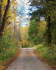 Country gravel road lined with autumn trees in warm yellow and orange tones