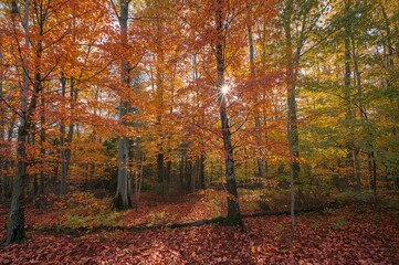 Fototapeta premium Vibrant fall foliage creating a beautiful natural scenery with trees and sunlight