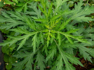 Close-up of fresh green Mugwort (Artemisia vulgaris) leaves growing in tropical mountain farmland.