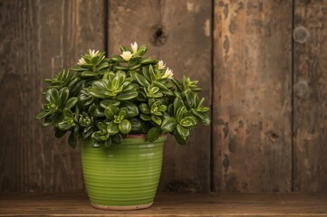 Succulent Crassula in a green container on a rustic wooden surface