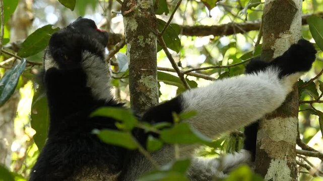 singing lemur indri answers the callings of his fellows, closeup 41a