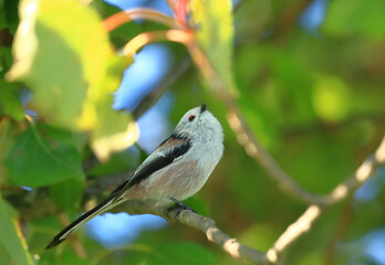 Cute little bird, Long-tailed tit, on the branch
