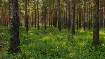 Peaceful woodland view featuring many pine tree trunks amid sparse ground vegetation