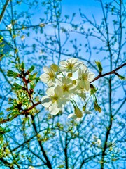 Cherry blossoms 