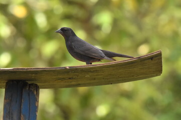 Shiny Cowbird perching on a feeder