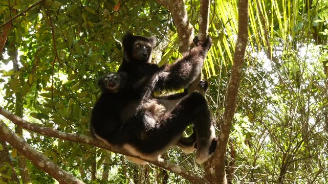 Lemur indri with baby on his back sitting in the tree, looking around 46