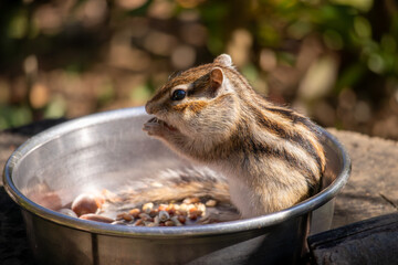 かわいいシマリス